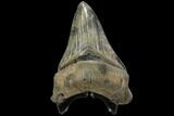 Fossil Chubutensis Tooth - Megalodon Ancestor #112670-1